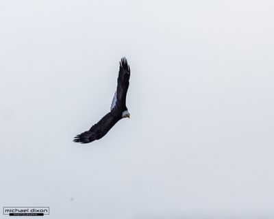 eagle_bald_chapin_26_04_24_L0A0534.jpg