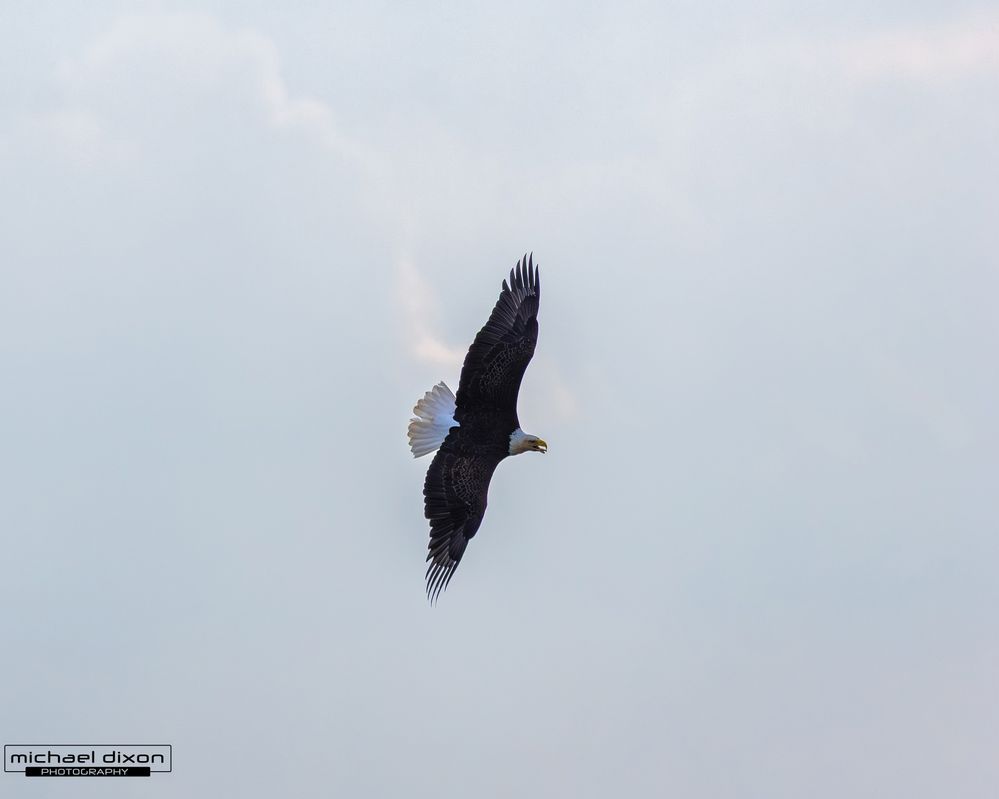eagle_bald_chapin_26_04_24_L0A0567.jpg