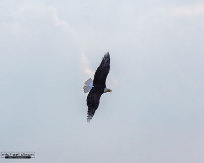 eagle_bald_chapin_26_04_24_L0A0567.jpg