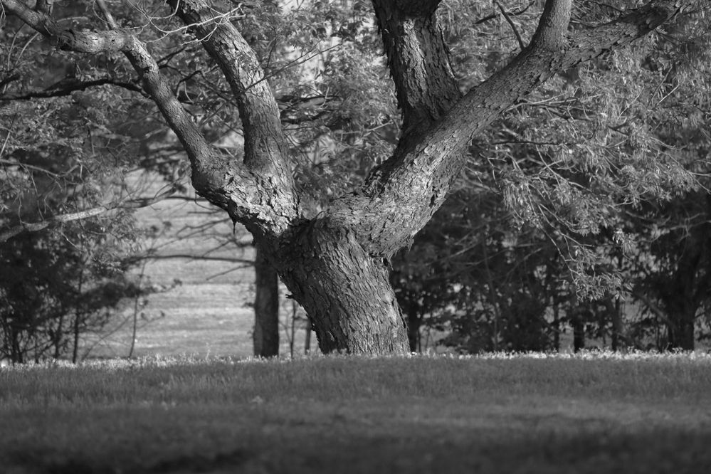 IMG_6395 in B&W.jpg