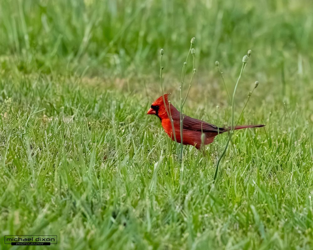 cardinal_northern_chapin_26_04_24_L0A9091.jpg
