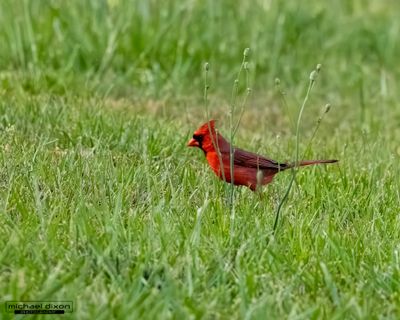 cardinal_northern_chapin_26_04_24_L0A9091.jpg