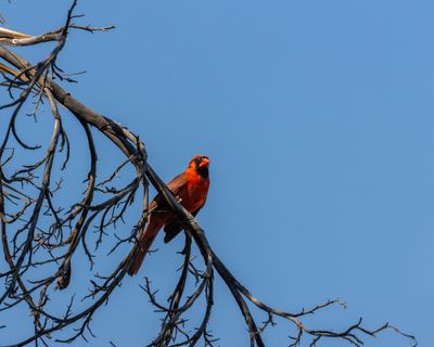 cardinal_northern_chapin_26_04_24_L0A0447.jpg