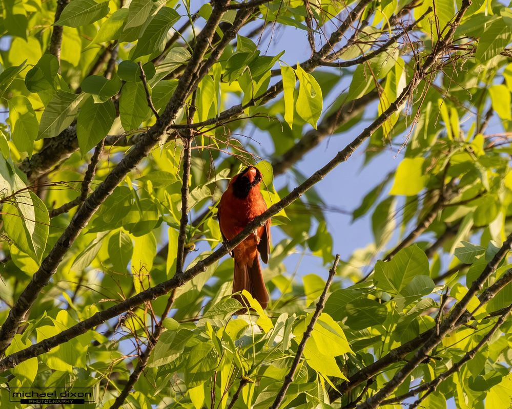 cardinal_northern_chapin_26_04_23_L0A8289.jpg