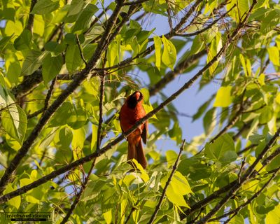 cardinal_northern_chapin_26_04_23_L0A8289.jpg