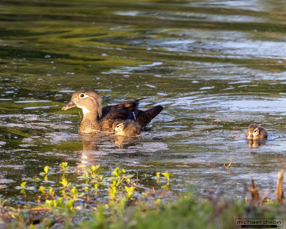 duck_wood_chapin_26_04_24_L0A9575.jpg