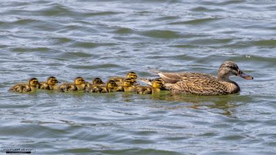 mallard_san-elijo_26_04_05_L0A5139.jpg
