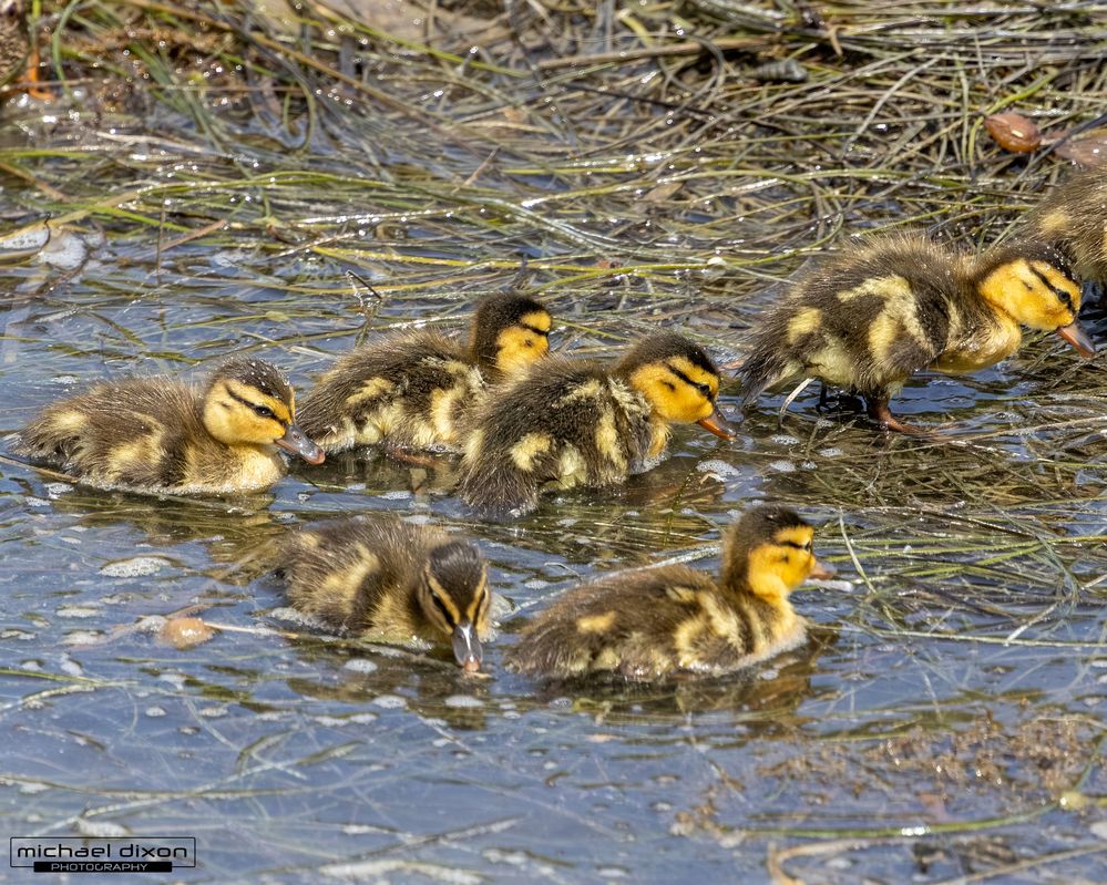 mallard_san-elijo_26_04_05_L0A5907.jpg