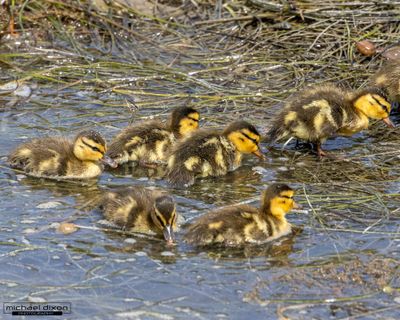 mallard_san-elijo_26_04_05_L0A5907.jpg