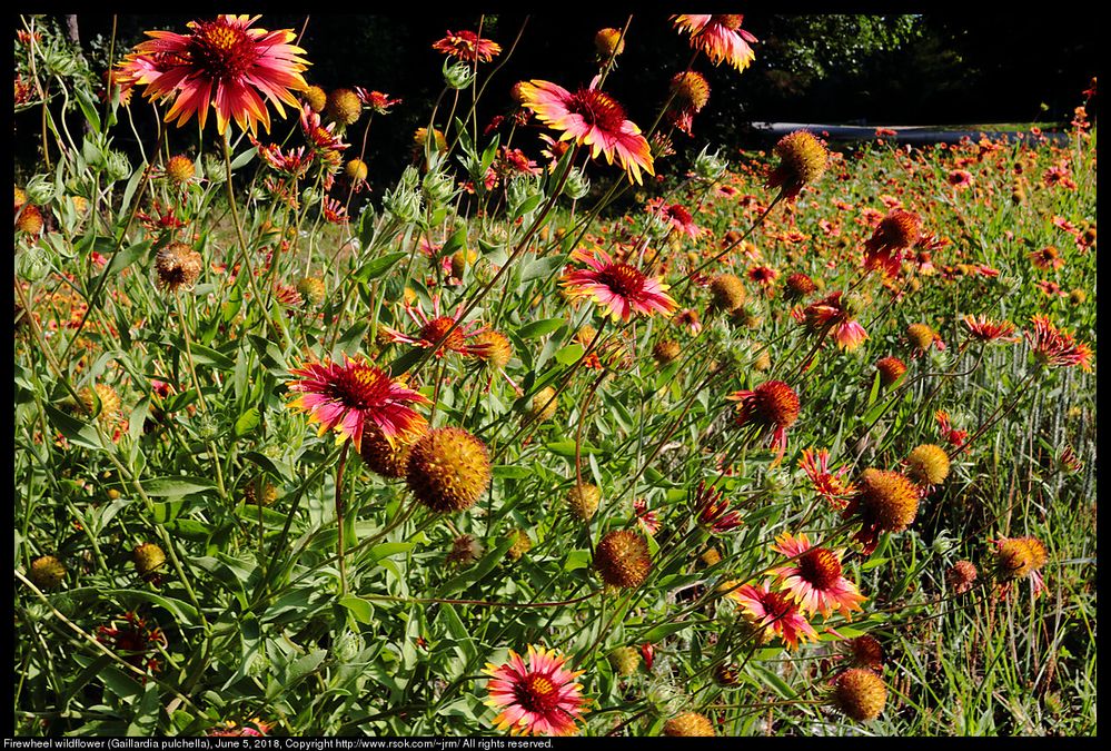 These Firewheel wildflowers (Gaillardia pulchella) were blooming along the road near my house on June 5, 2018 in Norman, Oklahoma, United States.  http://www.okhistory.org/publications/enc/entry.php?entry=IN006 (retrieved June 2018) says: "Dr. Doyle McCoy, an Oklahoma public school biology teacher, chose to lobby for the adoption of the Gaillardia pulchella as the state wildflower for a simple reason: it has a high tolerance of heat and arid conditions, ensuring that a majority of the state could appreciate its promotion of Oklahoma's heritage and grace for the most of the year. Sponsored in the Forty-first Legislature by state representatives Kelly Haney, a Seminole Indian artist, and Billie Floyd, the Indian blanket quickly gained popularity."