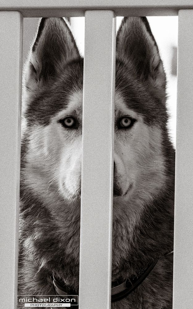 husky_26_04_26_L0A3990-3.jpg