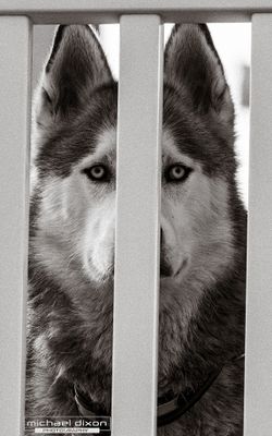 husky_26_04_26_L0A3990-3.jpg