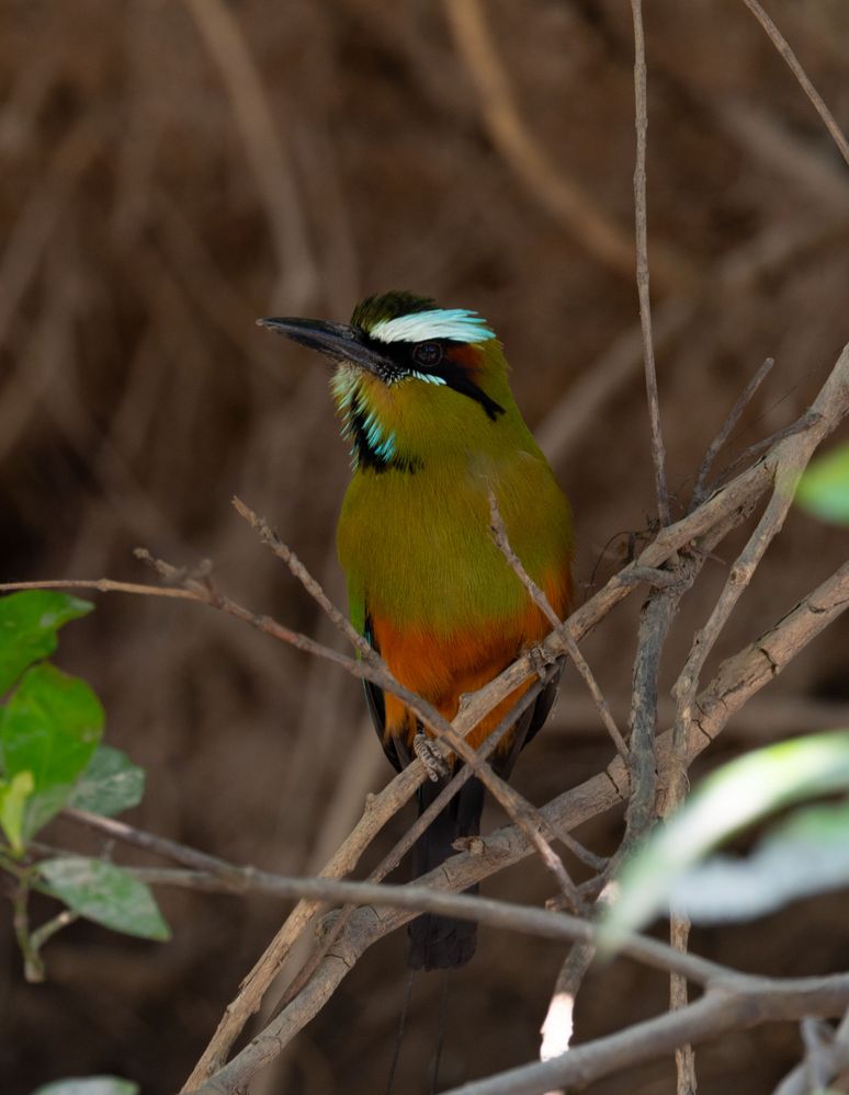 Turquoise-browed Motmot