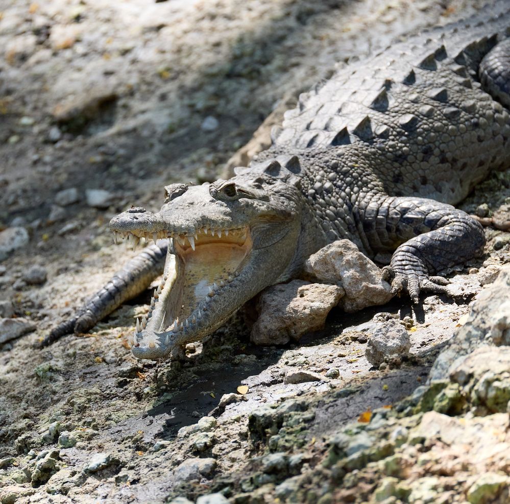 Costa Rican crocodile