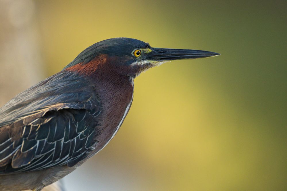 Green Heron Portrait, R6 MarkII and RF200-800 at742mm, F10, 1/1600, ISO 4000