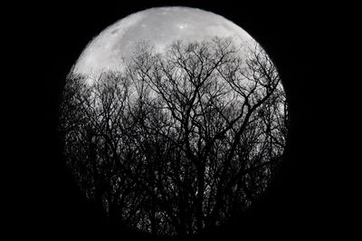 MoonLace.JPG