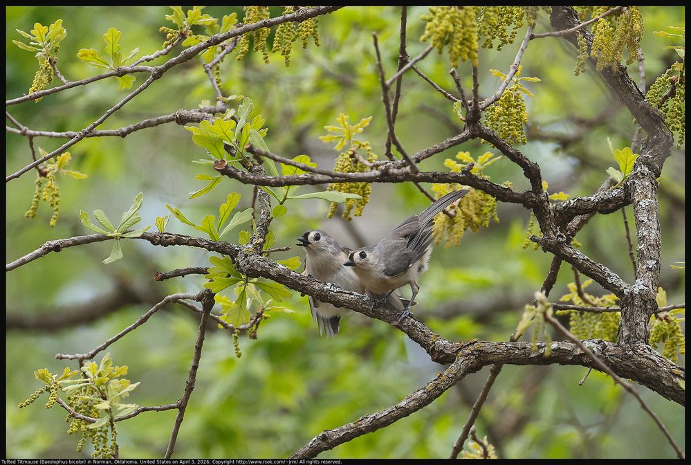 Tufted Titmouse (Baeolophus bicolor) in Norman, Oklahoma, United States on April 3, 2026