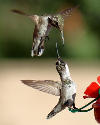 Canon  EOS 90D, EF-S55-250 IS II, f/7.1, 1/2000th sec. ISO 640