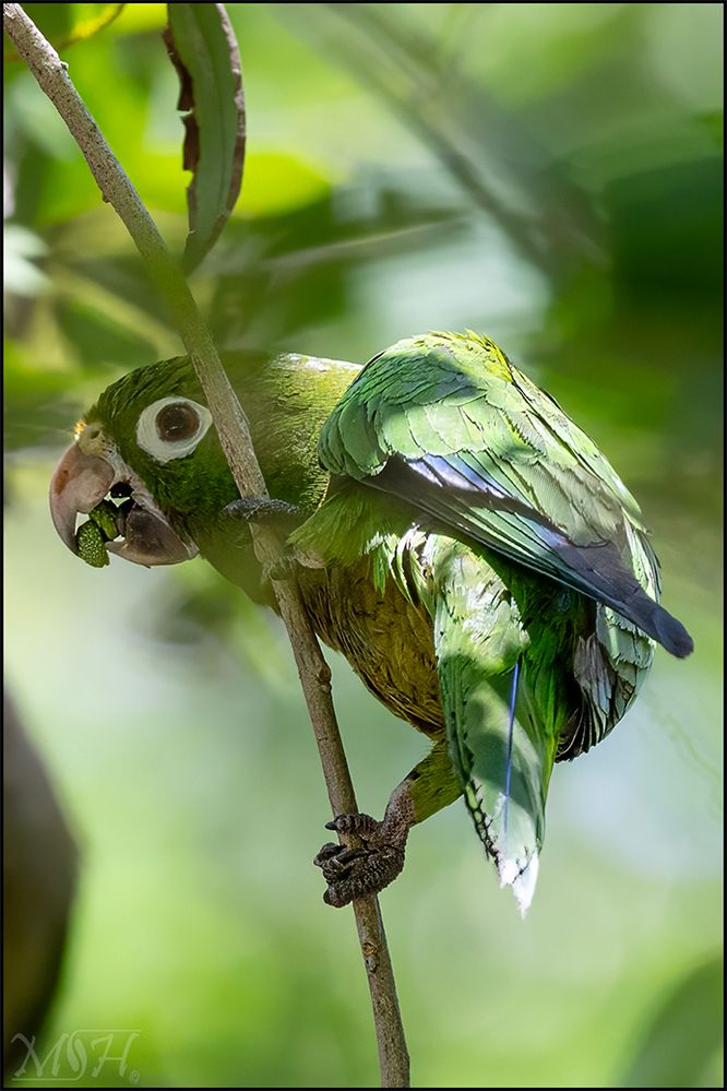 60666 - Olive-throated Parakeet.jpg