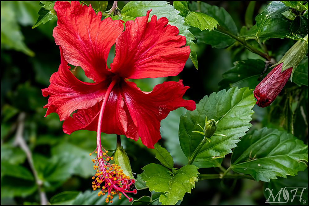 62075 Hibiscus Rosa Sinensis.jpg