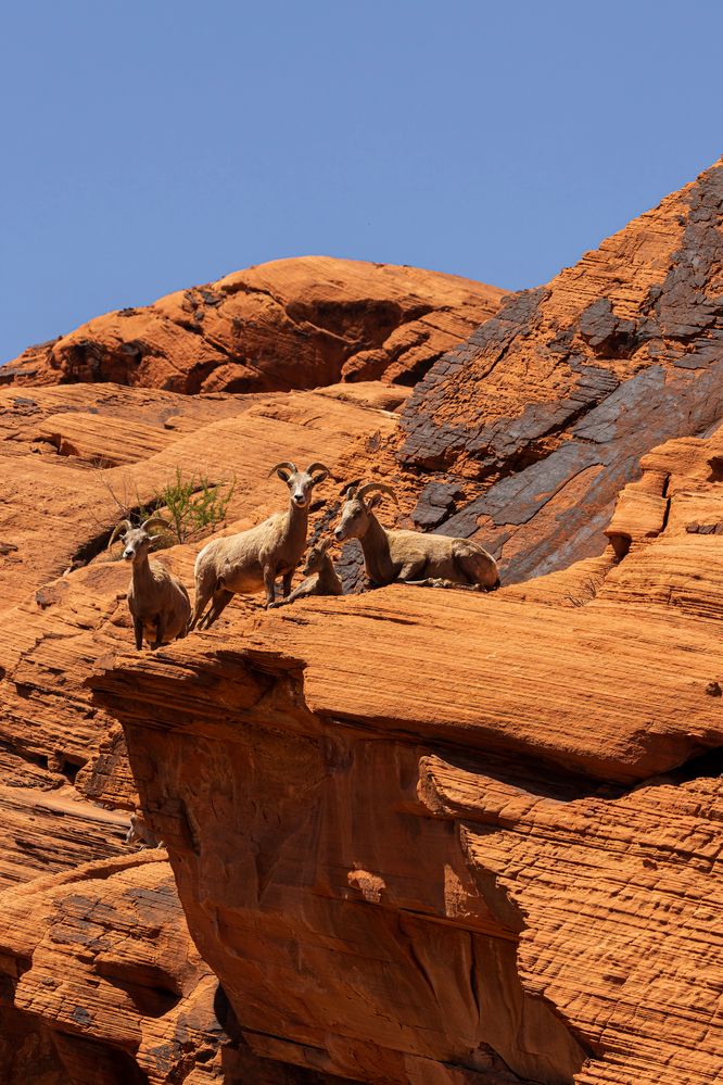 Bighorns at Valley of Fire
