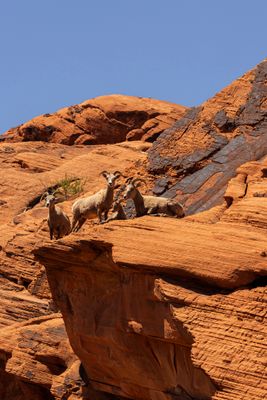 CQ8A2200A_Bighorn.jpg