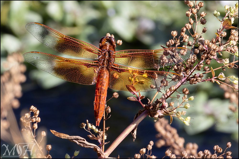 56933_Big Red Skimmer Dragonfly.jpg