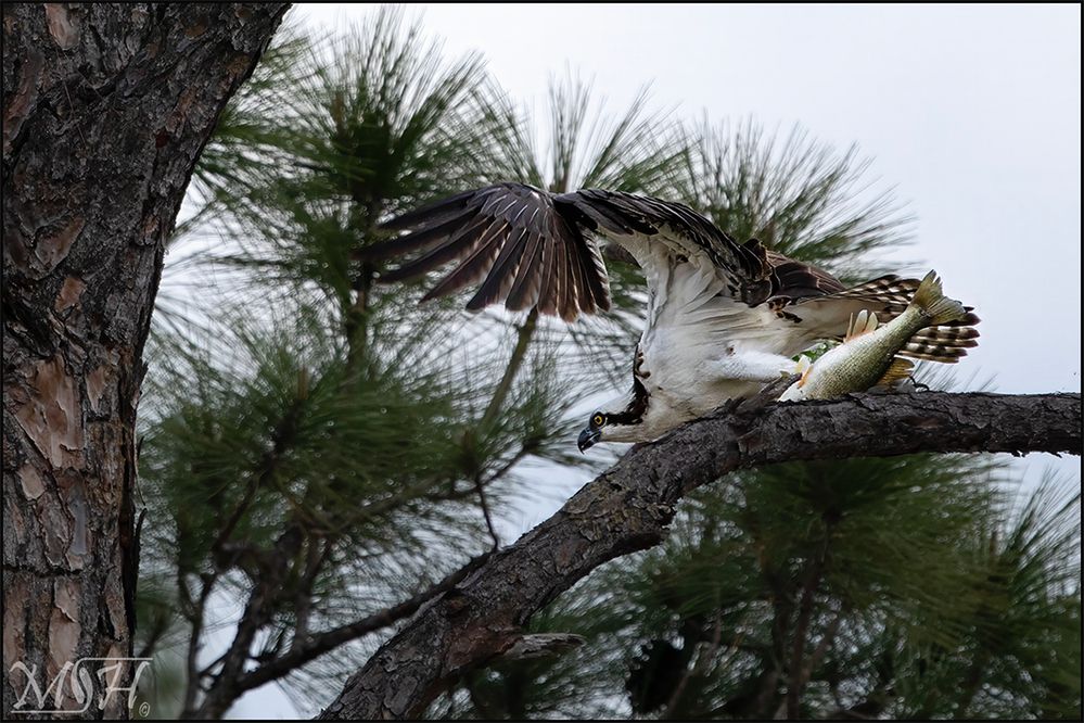 3052 Osprey flight.jpg