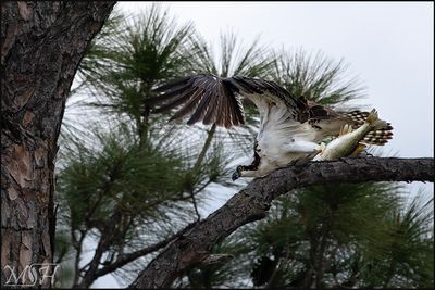 3052 Osprey flight.jpg