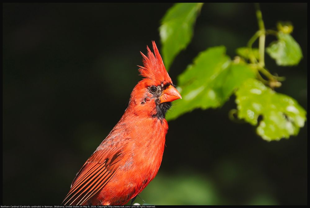 Northern Cardinal (Cardinalis cardinalis) in Norman, Oklahoma, United States on May 9, 2026