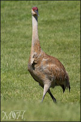 70113_Sandhill.jpg