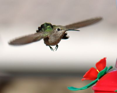 Canon EOS 90D, EF-S55-250 IS II, f7.1, 1/2500th sec, ISO 640