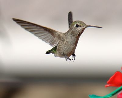 Canon EOS 90D, EF-S55-250 IS II, f7.1, 1/2500th sec, ISO 640