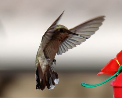 Canon EOS 90D, EF-S55-250 IS II, f7.1, 1/2500th sec, ISO 640