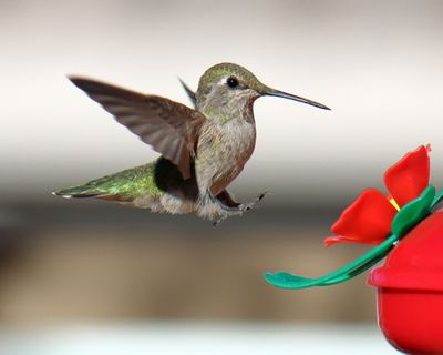 Canon EOS 90D, EF-S55-250 IS II, f7.1, 1/2500th sec, ISO 640