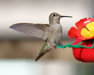 Canon EOS 90D, EF-S55-250 IS II, f7.1, 1/2500th sec, ISO 500