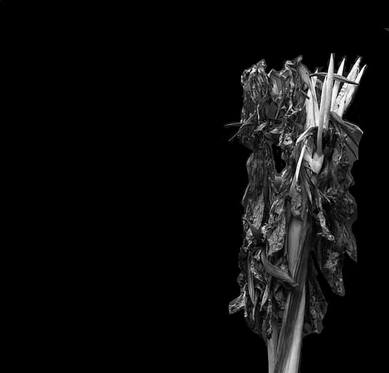canna single black on black.jpg