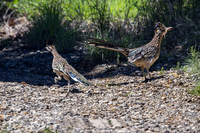 _U0A0047 Roadrunner with Frog and Chick 03MAY26 (1 of 1) copy.png