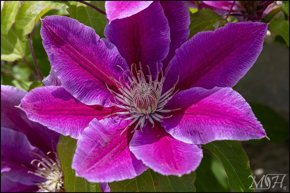70218 Clematis.jpg