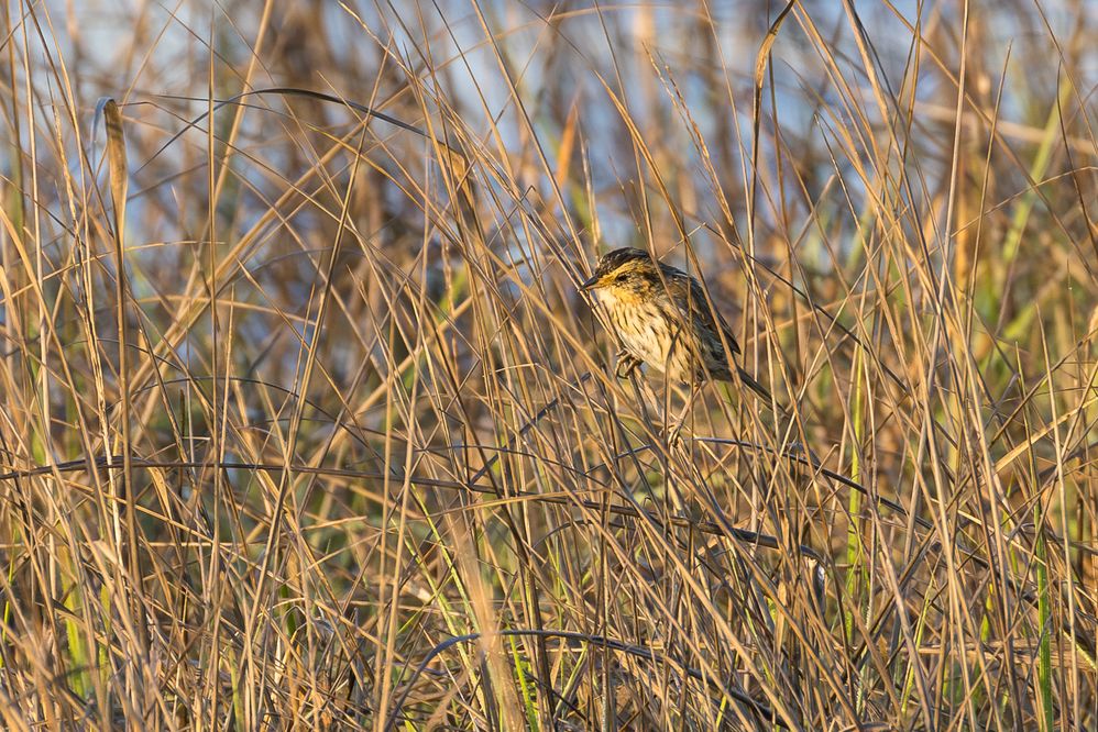 Saltmarsh Sparrow