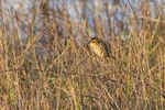 Saltmarsh Sparrow
