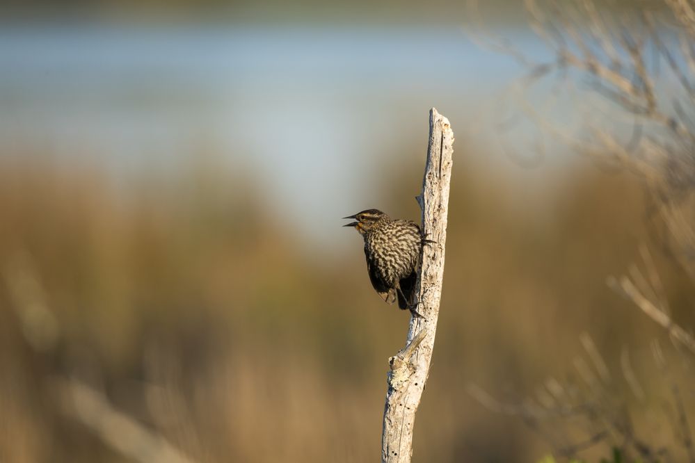 Female Red-winged Blackbird