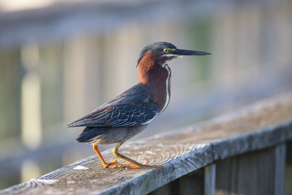 Green Heron