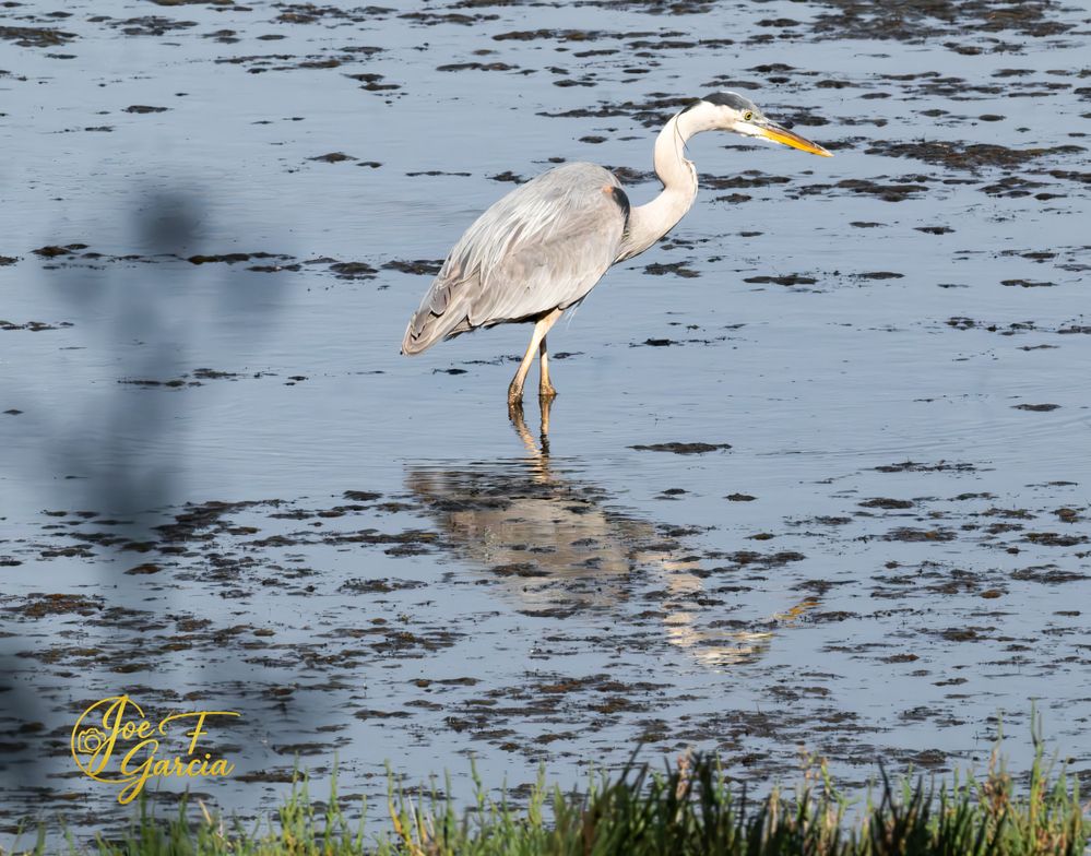 Great Blue Heron  R5 Mark II  RF200-800mm F6.3-9 IS USM  Handheld