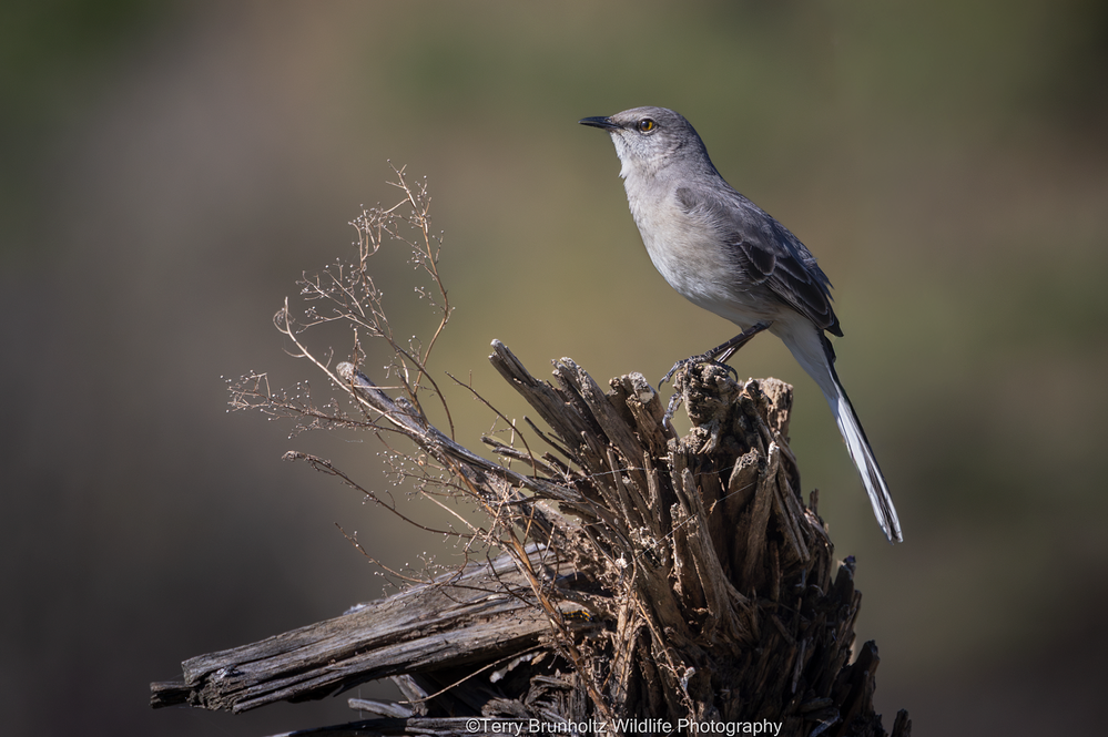 _U0A9085 Northern Mockingbird.png