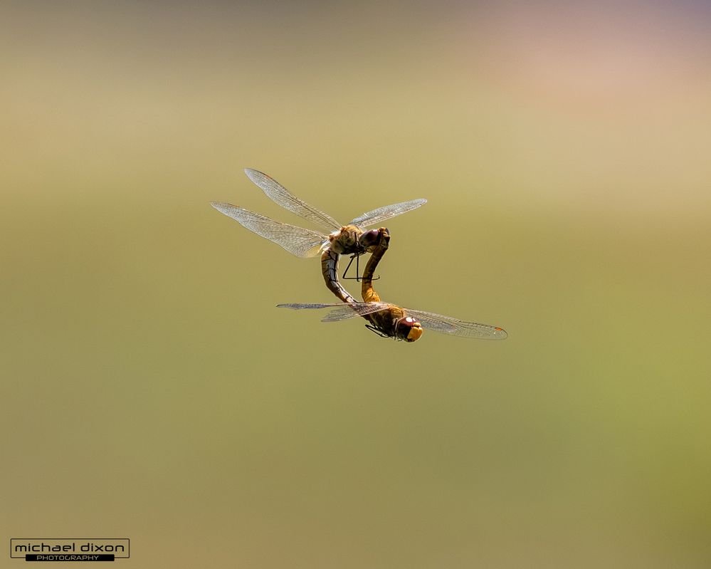dragonfly_sepulveda_26_05_18_L0A6193.jpg