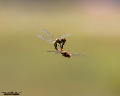 dragonfly_sepulveda_26_05_18_L0A6193.jpg
