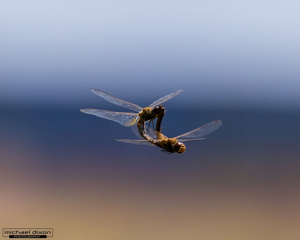 dragonfly_sepulveda_26_05_18_L0A6179.jpg