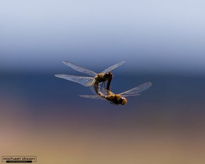 dragonfly_sepulveda_26_05_18_L0A6179.jpg