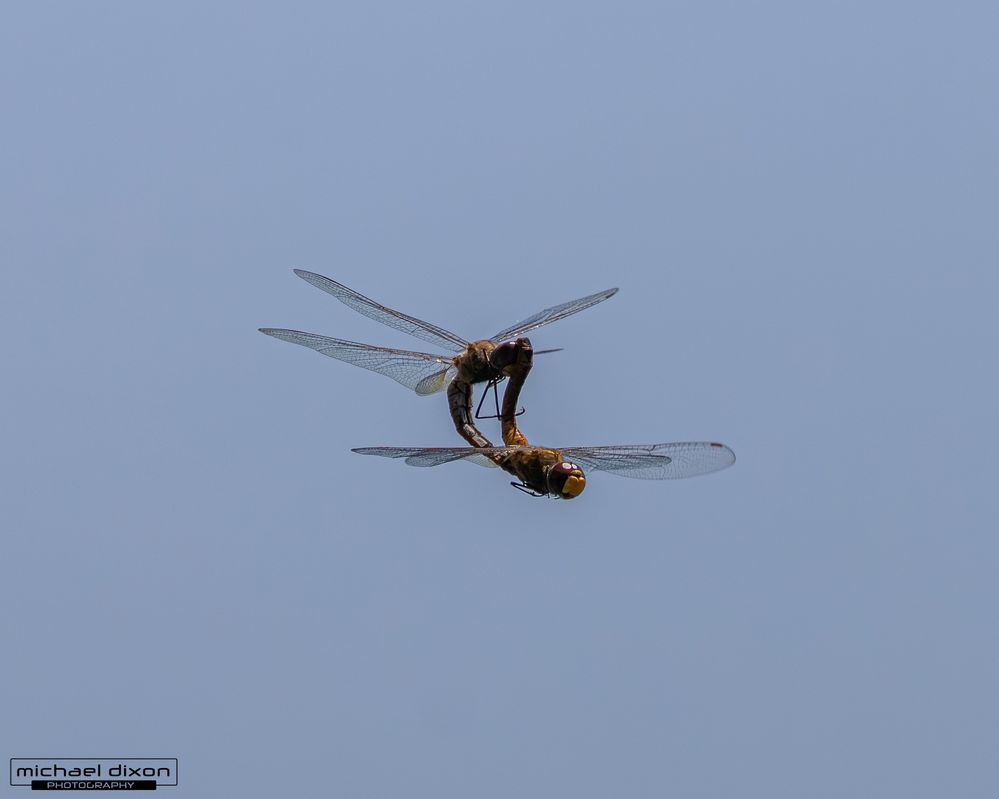 dragonfly_sepulveda_26_05_18_L0A6161.jpg